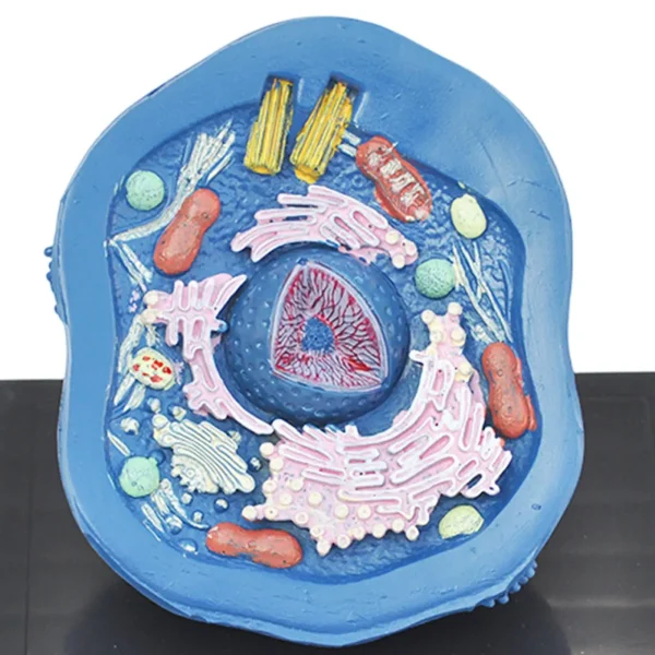 Animal Cell Anatomy Model: A Comprehensive Classroom Teaching Aid and Biological Cell Equipment - Image 5
