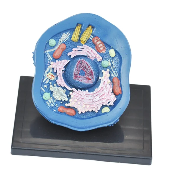 Animal Cell Anatomy Model: A Comprehensive Classroom Teaching Aid and Biological Cell Equipment - Image 2